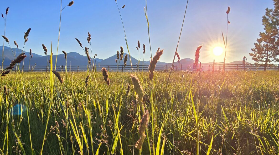 Pasture